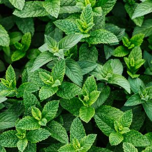 Menta