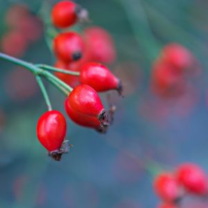 Rosa canina